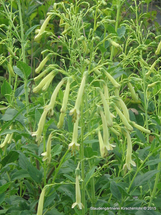 Phygelius x rectus 'Moonraker'