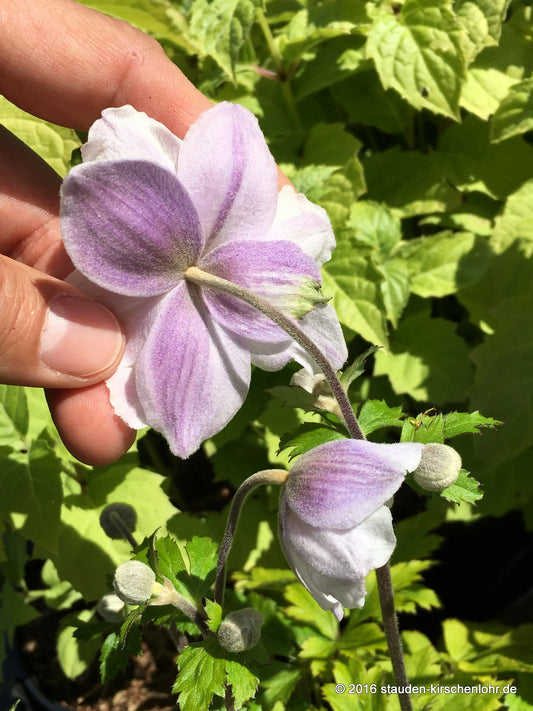 Anemone 'Ruffled Swan' ® NIS