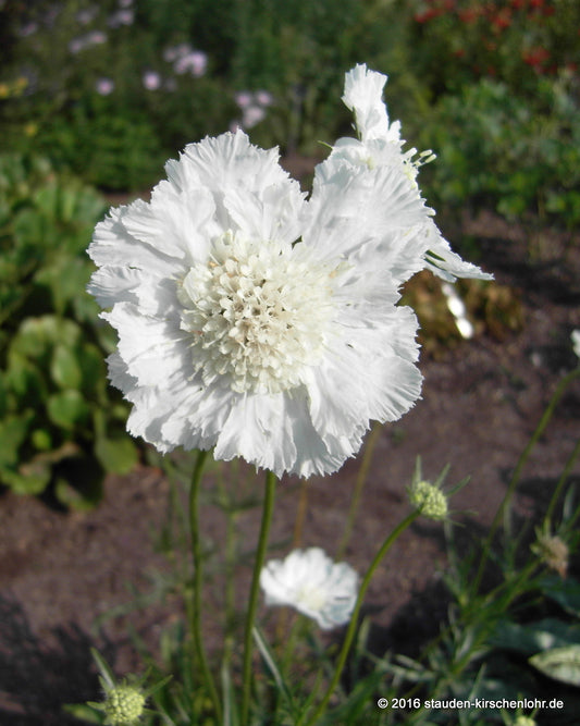 Scabiosa caucasica 'Miss E. Willmott'