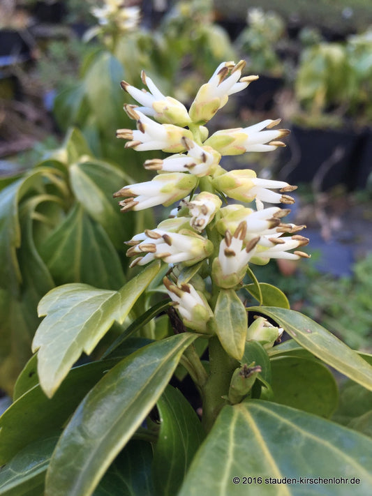 Pachysandra terminalis 'Green Carpet' ®