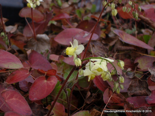 Epimedium x versicolor 'Sulphureum'