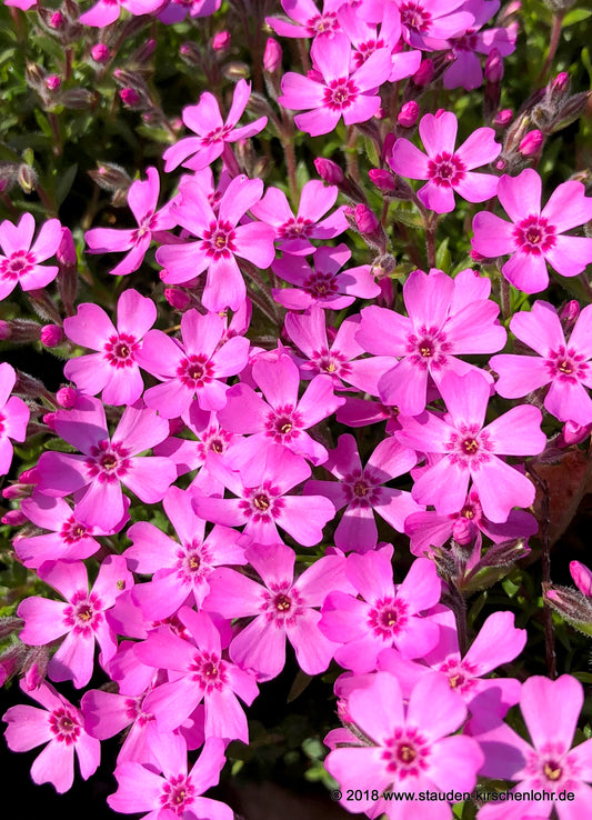 Phlox subulata 'Zwergenteppich'