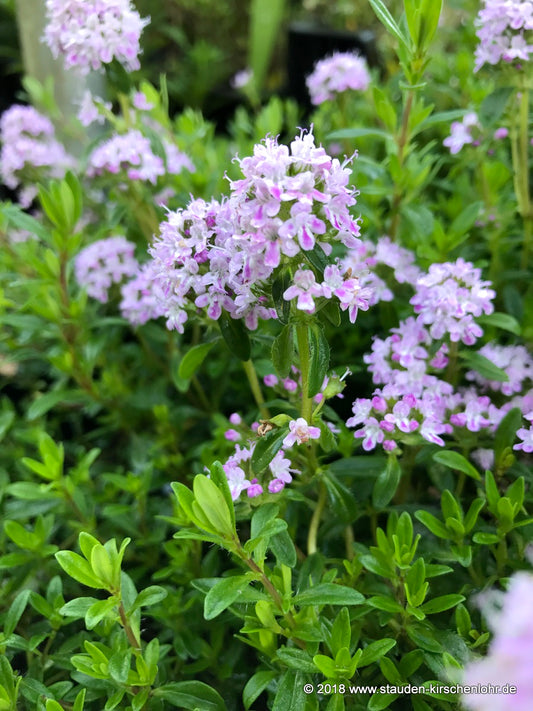 Thymus longicaulis subsp. odoratus