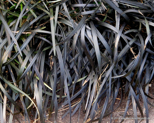 Ophiopogon planiscapus