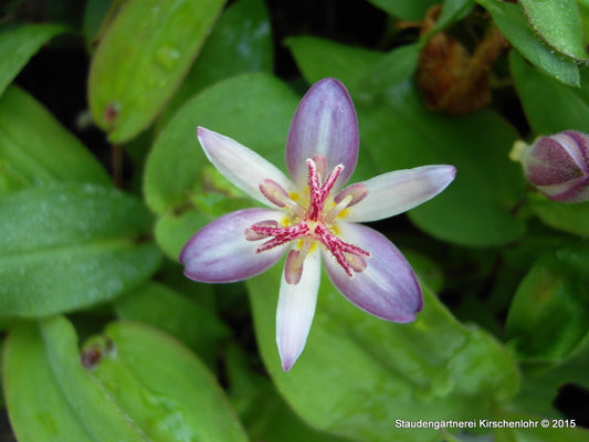 Tricyrtis 'Tojen'