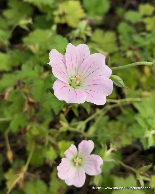 Geranium 'Dreamland' ®