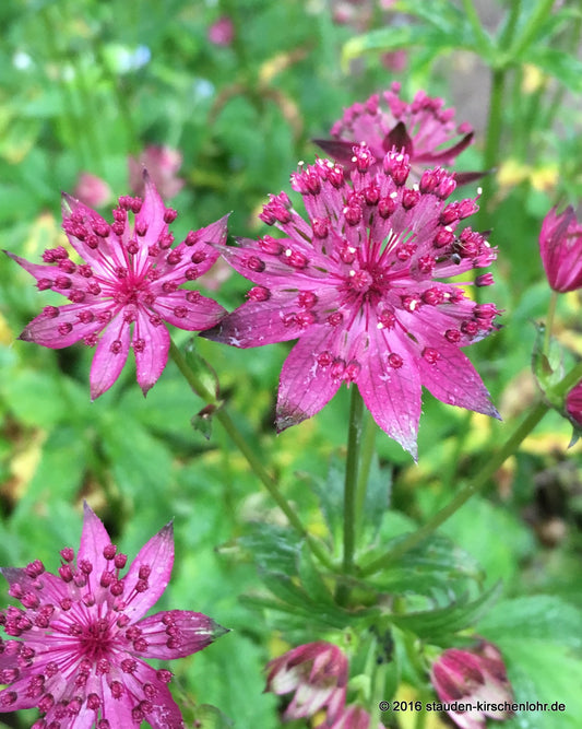 Astrantia major 'Washfield'