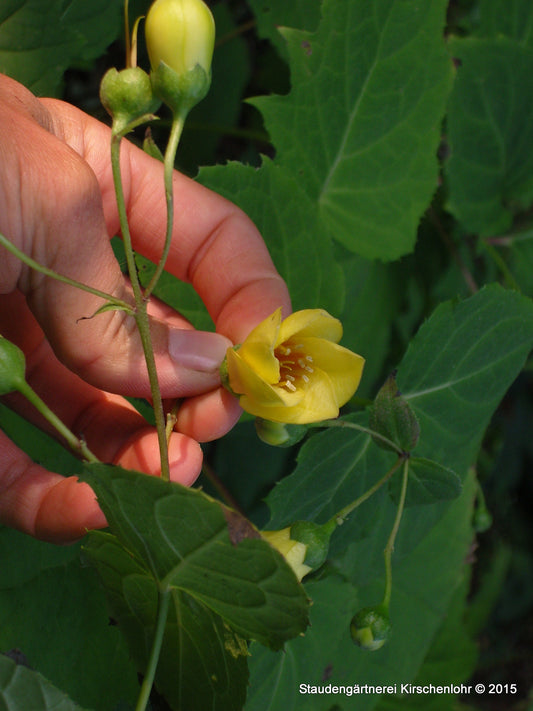 Kirengeshoma palmata