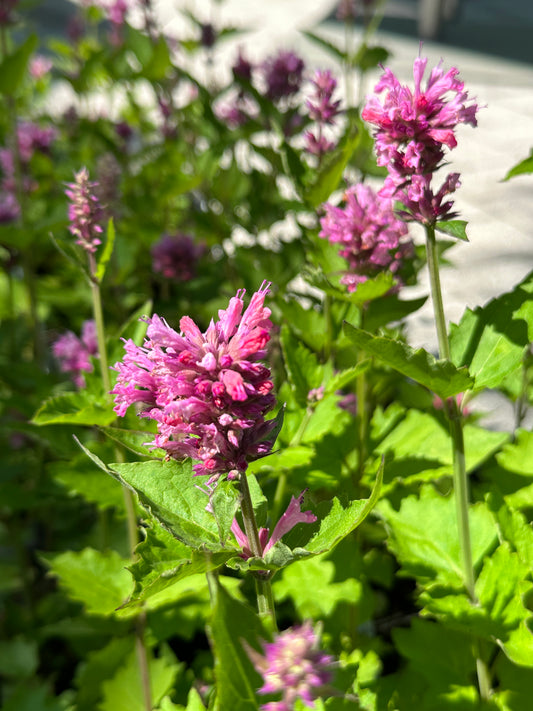 Agastache 'Danish Delight' ®