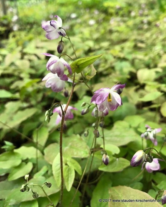 Epimedium x youngianum 'Merlin'
