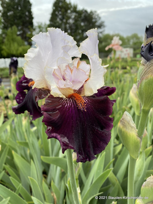 Iris barbata-elatior 'Starring'