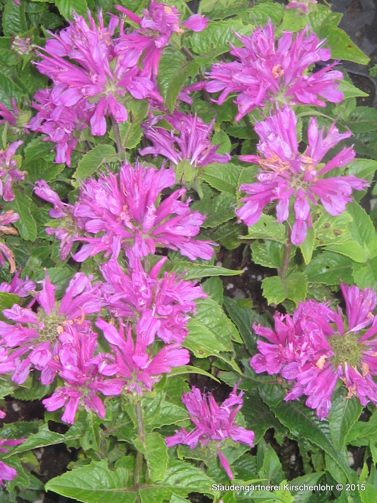Monarda didyma 'Petite Pink Delight' ®