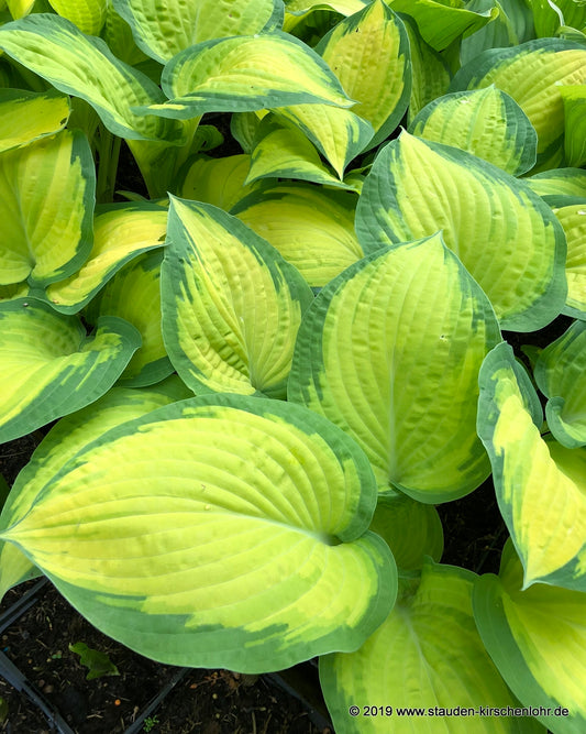 Hosta 'Orange Marmalade' ®