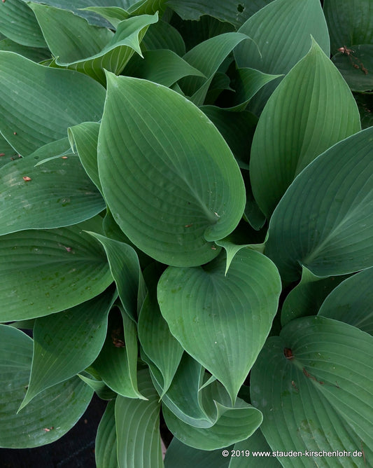 Hosta 'Devon Mist'