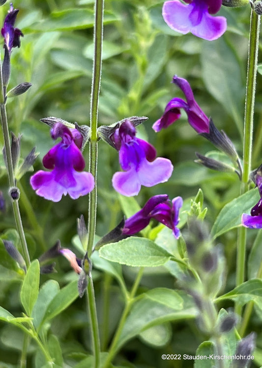 Salvia x jamensis 'Oriental Dove' ®