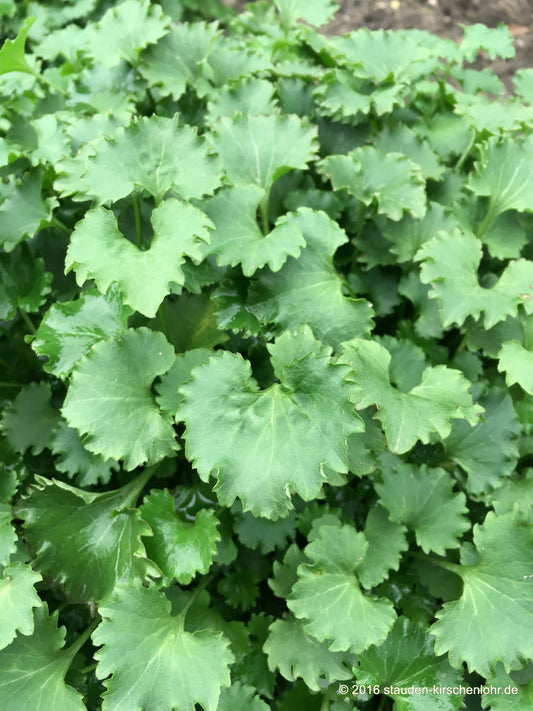 Campanula 'Birch Hybrid'