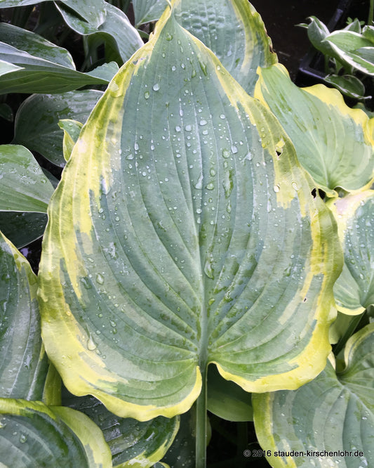 Hosta 'Seducer' ®