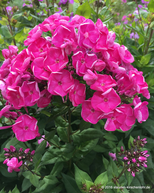 Phlox paniculata 'Betty-Marguerite'