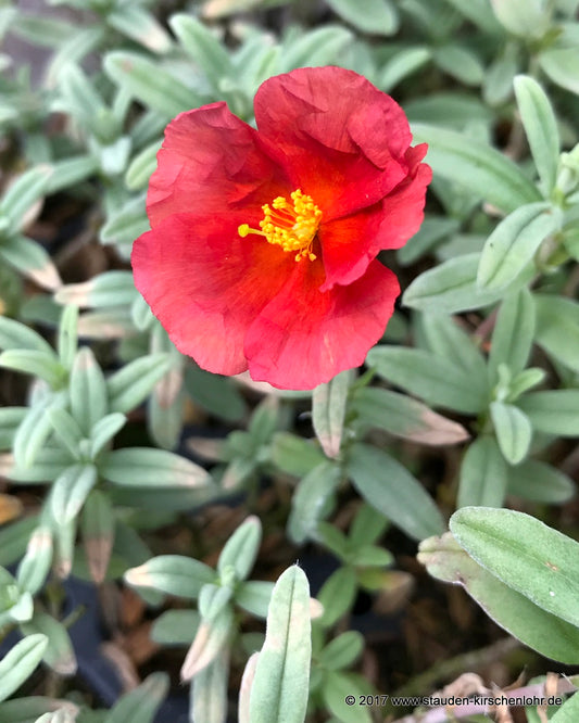 Helianthemum 'Fire Dragon'