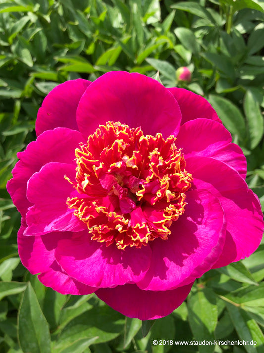 Paeonia 'Neon'