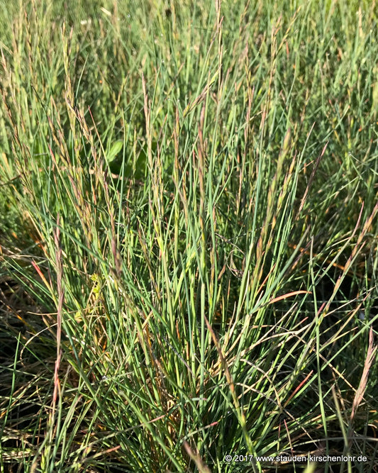Festuca idahoensis 'Tomales Bay'