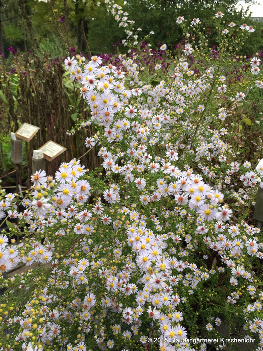 Symphyotrichum ericoides 'Erlkönig'