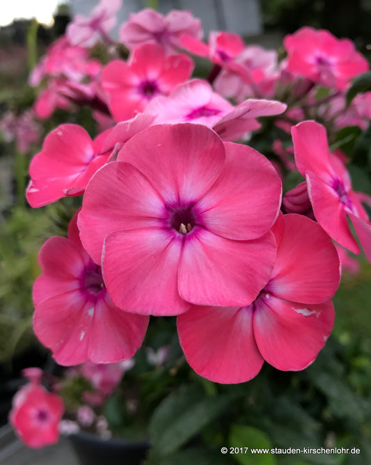 Phlox paniculata 'Arktur'