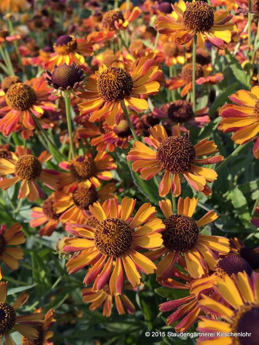 Helenium 'Tie Dye'