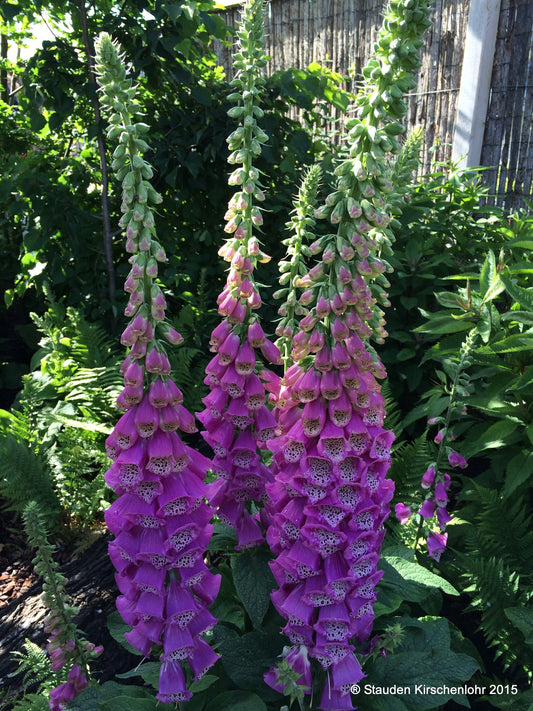 Digitalis purpurea