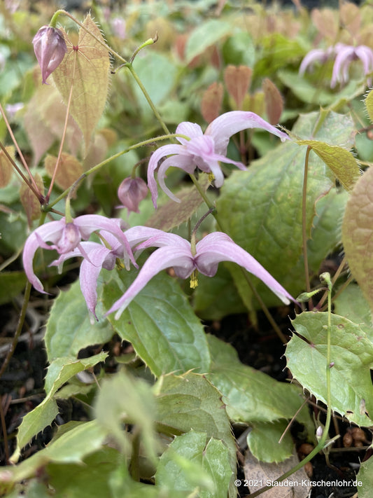 Epimedium leptorrhizum 'Mariko' OG 93009