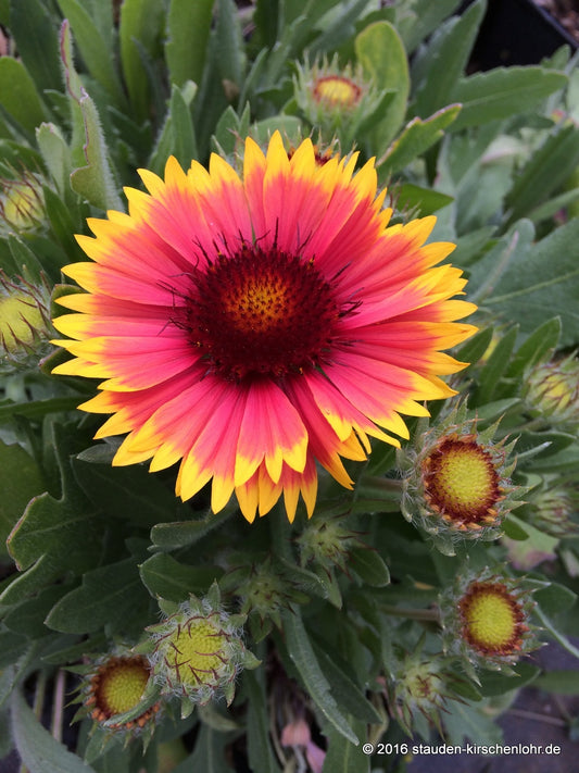 Gaillardia x grandiflora 'Kobold'