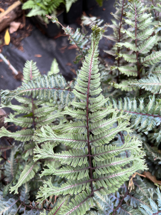 Athyrium niponicum var. pictum 'Crested Surf' ®