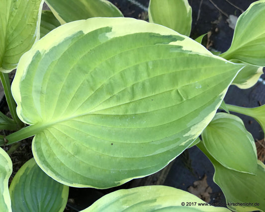 Hosta 'Paradise Standard'