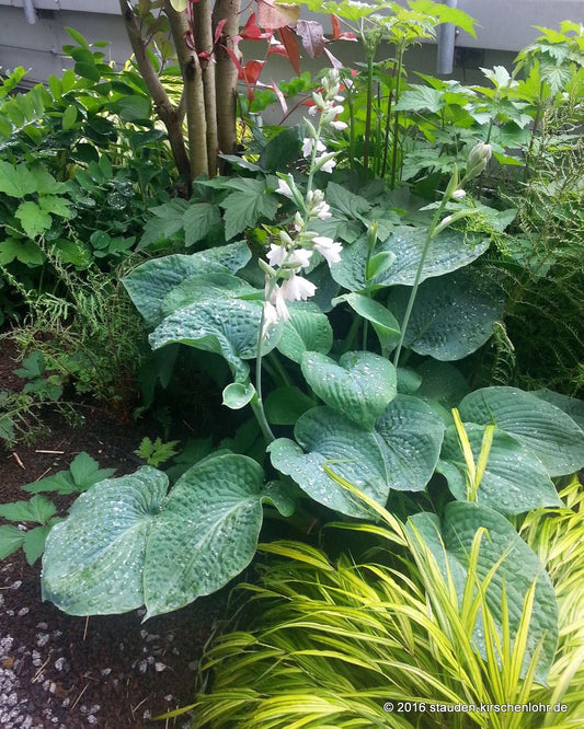 Hosta 'Elegans'
