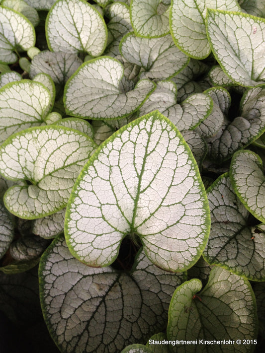 Brunnera macrophylla 'Silver Heart' ®