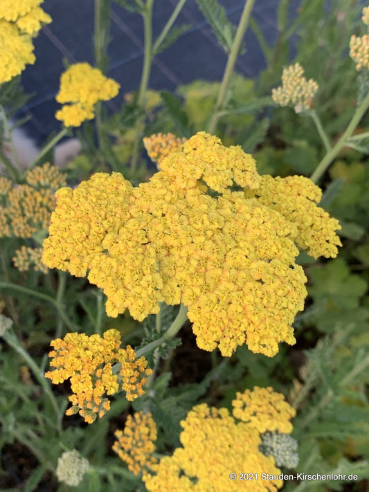 Achillea 'Helios'