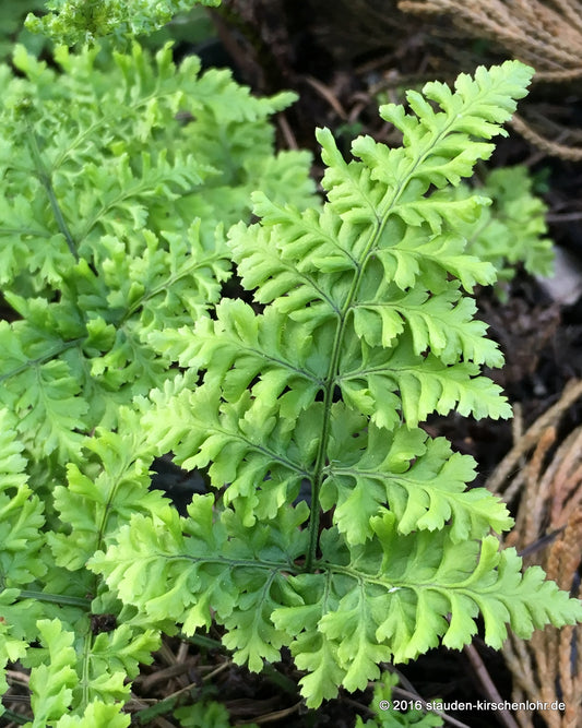 Dryopteris dilatata 'Crispa Whiteside'