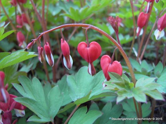 Lamprocapnos spectabilis 'Valentine' ® (Dicentra)