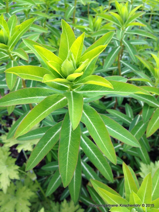 Euphorbia wallichii