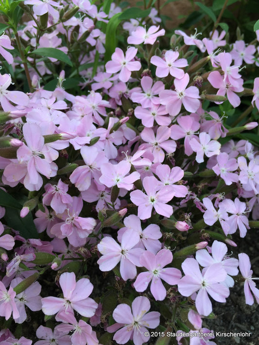 Saponaria sicula var. intermedia 'Sigurd'
