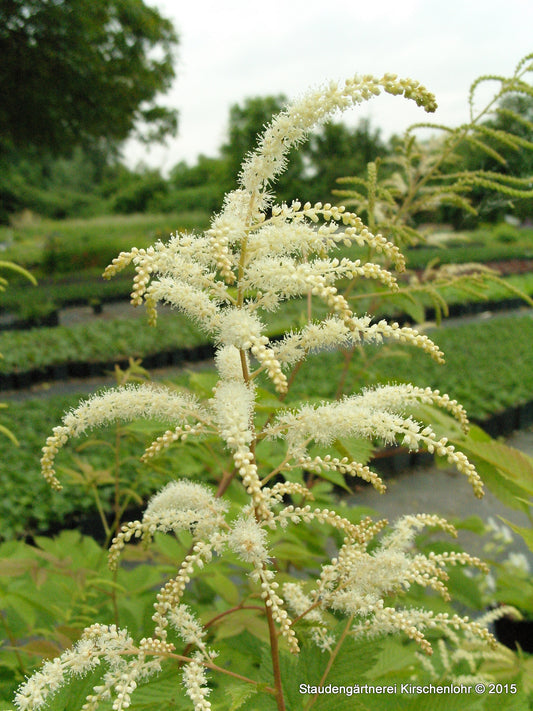 Aruncus dioicus