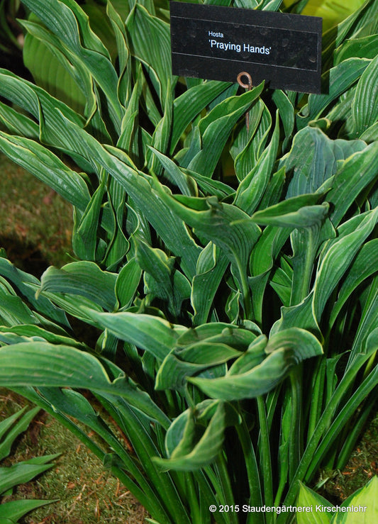 Hosta 'Praying Hands'