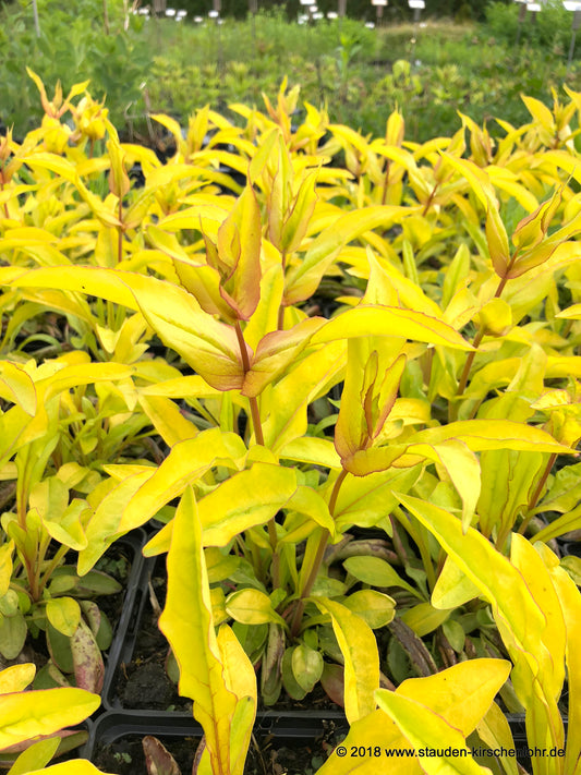 Penstemon digitalis 'Goldfinger' ®