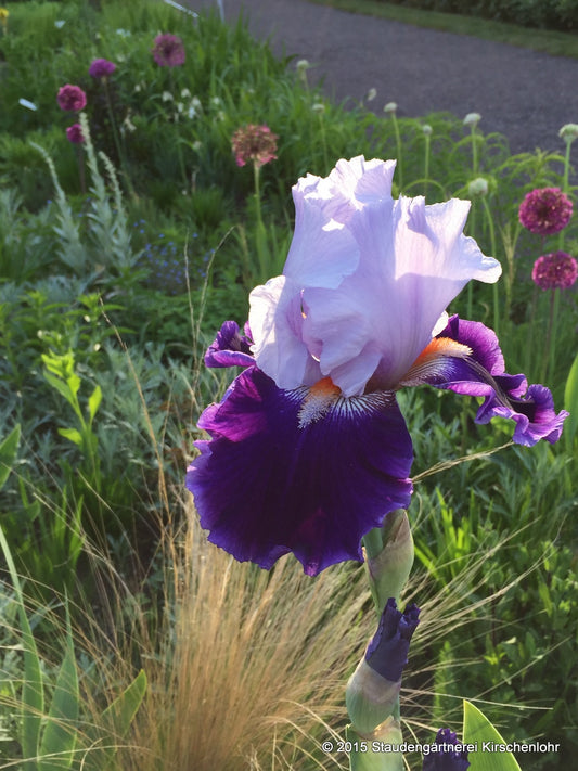 Iris barbata-elatior 'Belle de Nuit'