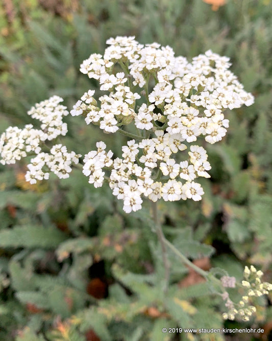 Achillea 'Hymne'