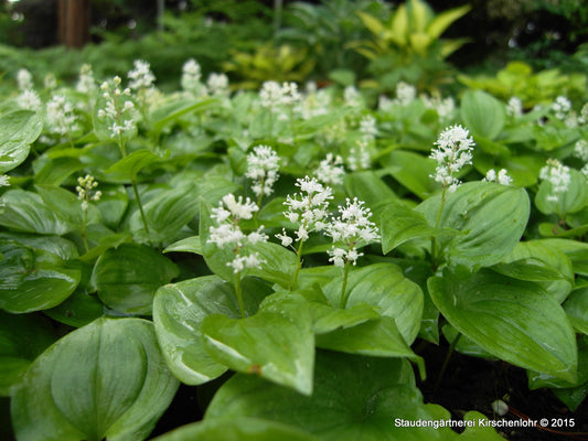 Maianthemum bifolium