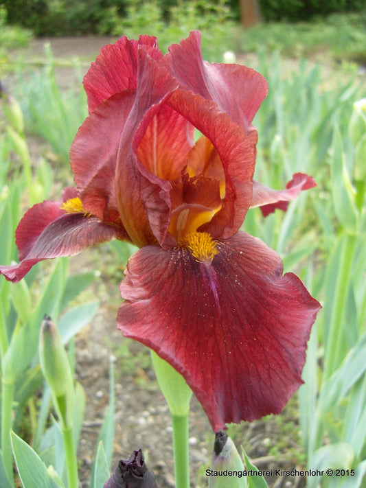 Iris barbata-media 'Red Zinger'