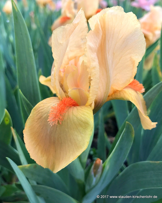 Iris barbata-nana 'Orange Tiger'