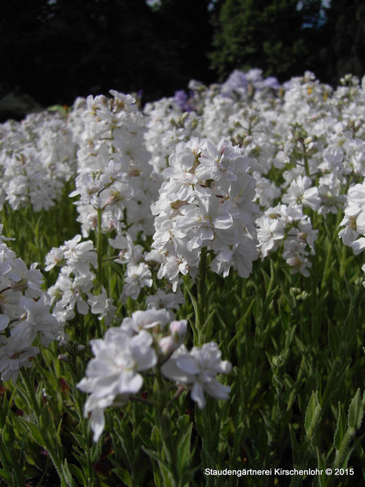 Hesperis matronalis subsp. candida 'Flore Pleno'
