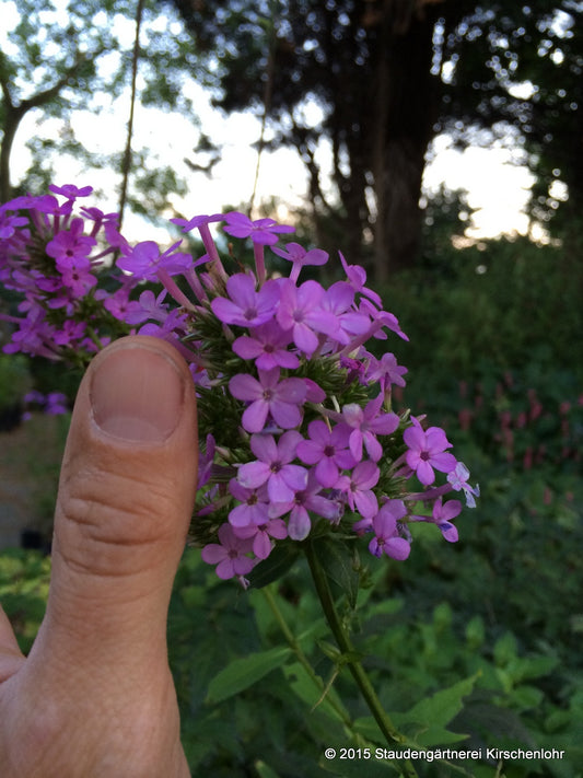 Phlox paniculata 'Jeana'